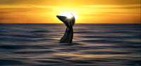 Whisper of the Sea image 0