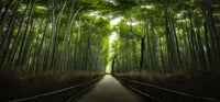 TAO image 0