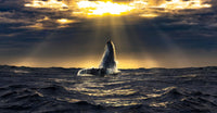 Transcendence image 0