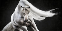 THE DANCE image 0