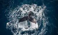Unity image 0