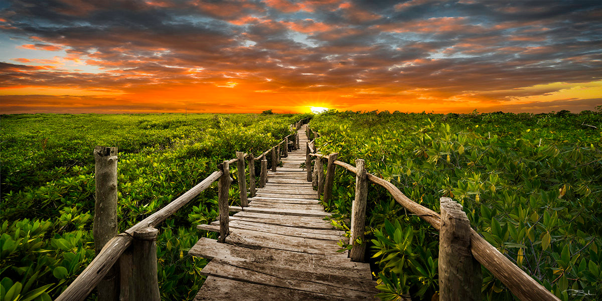 FOLLOW THAT DREAM image 0