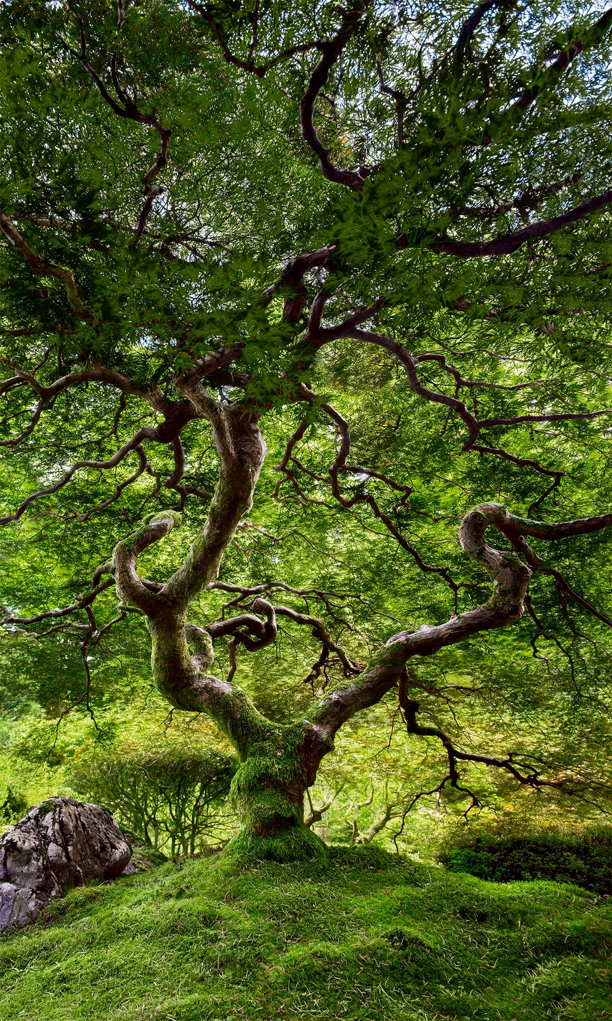 JAPANESE TREE image 0