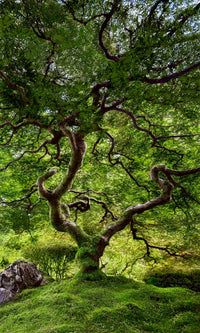 JAPANESE TREE image 0