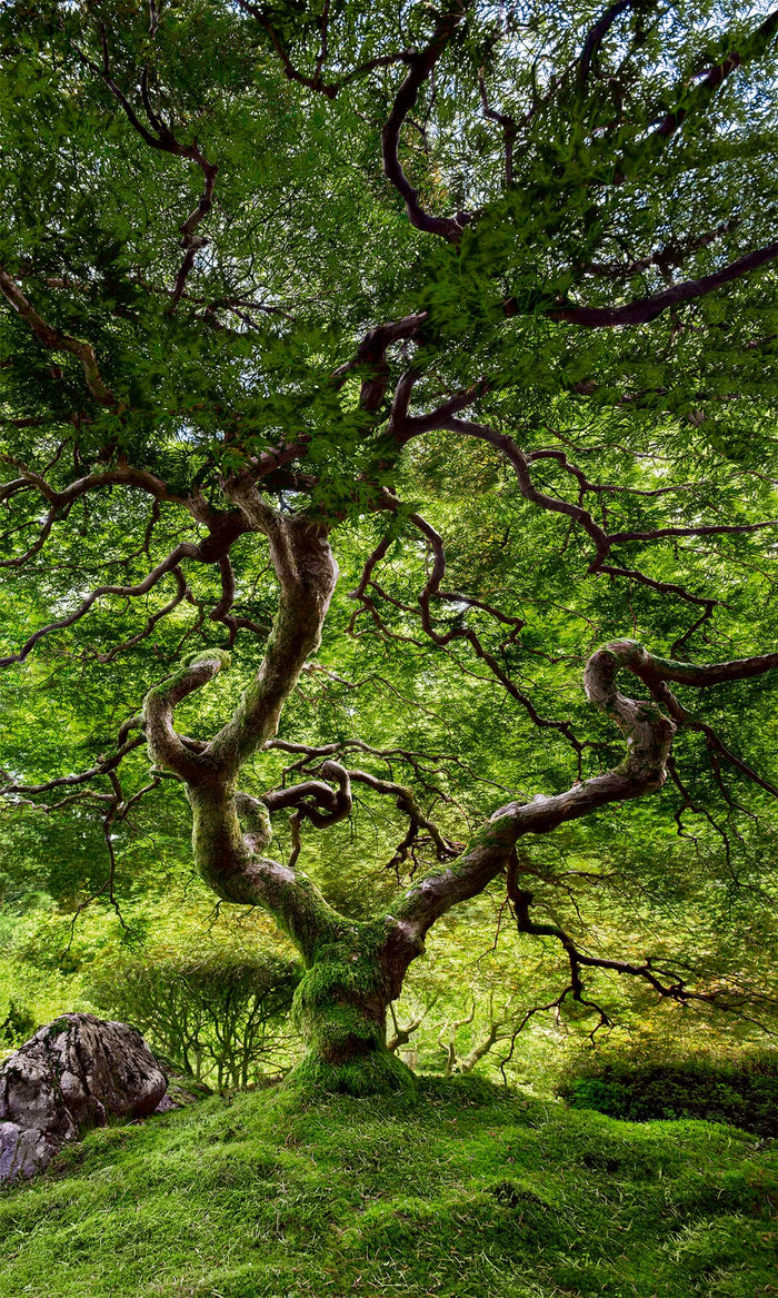 JAPANESE TREE image 0
