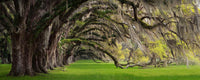 CHARLESTON