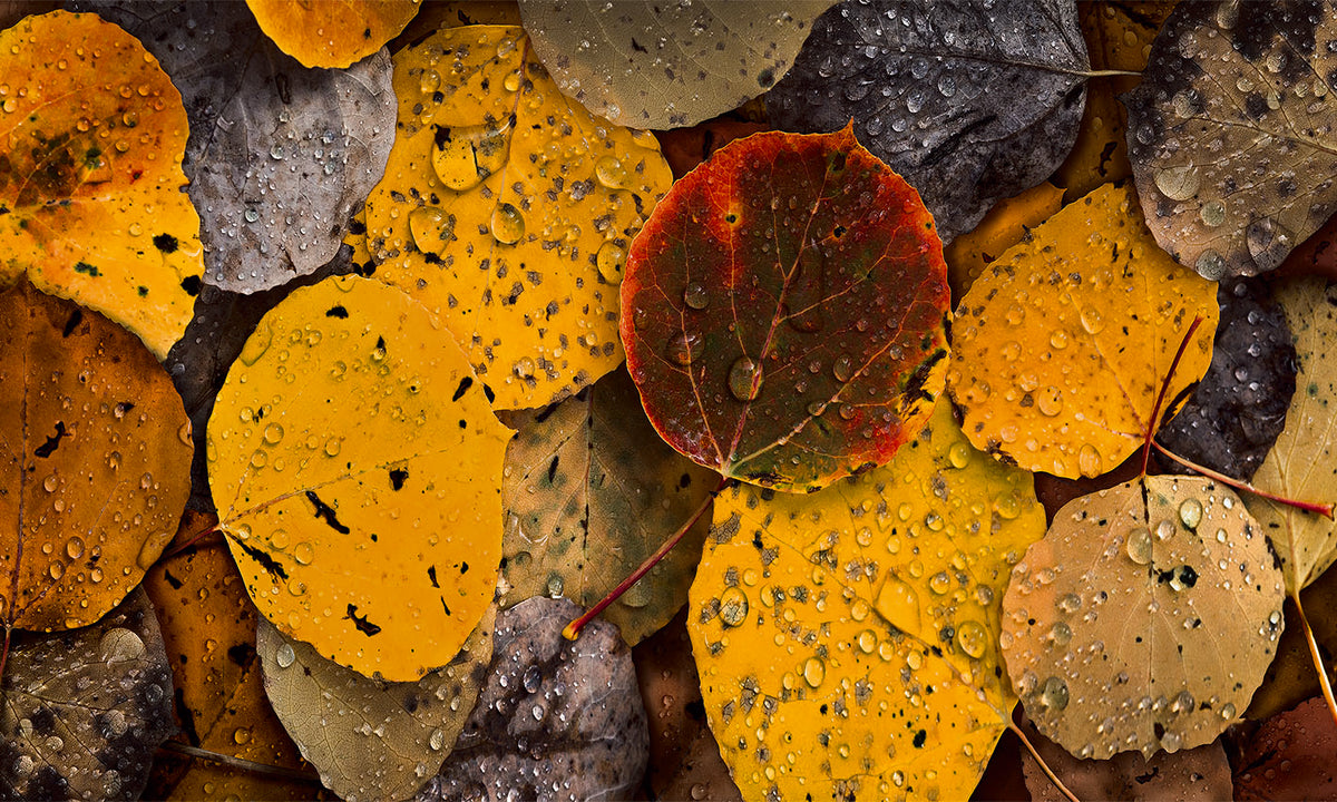 GOTAS DE OTOÑO