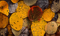 GOTAS DE OTOÑO