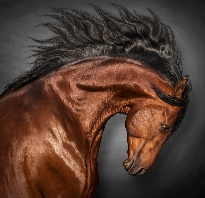 MAGNUS