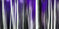 PURPLES