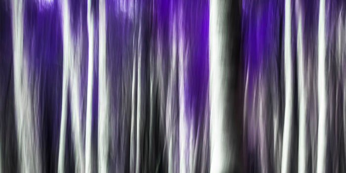 PURPLES