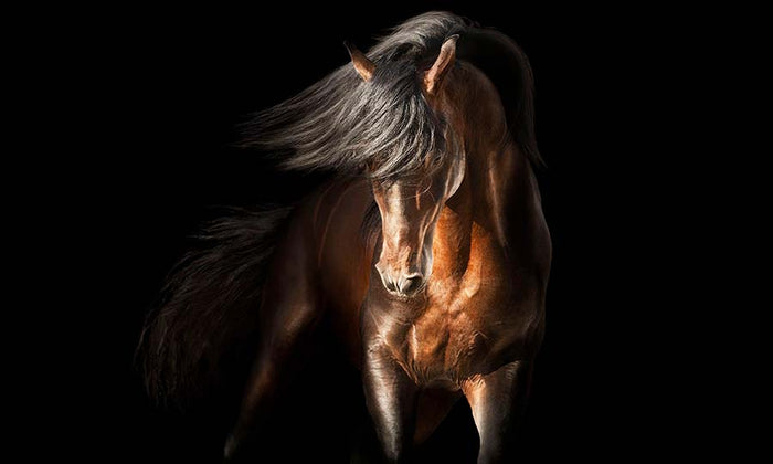 UNTAMED