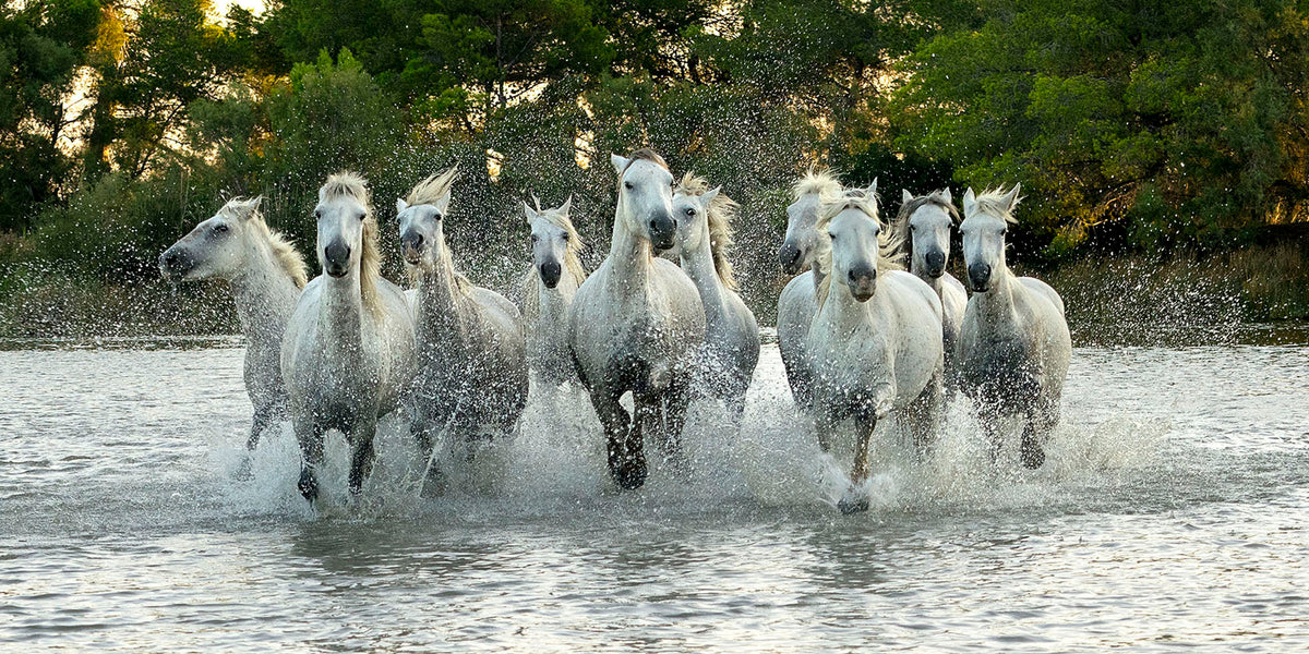 RUNNING FREE