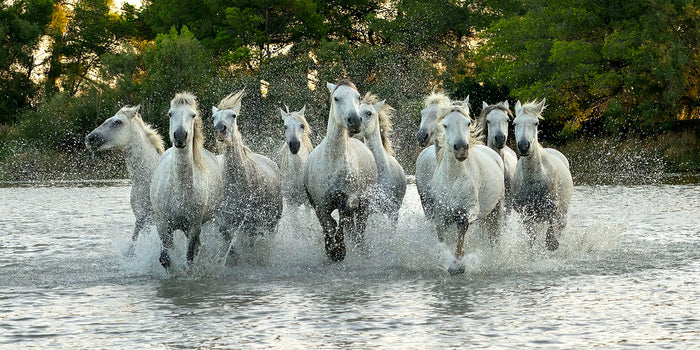 RUNNING FREE