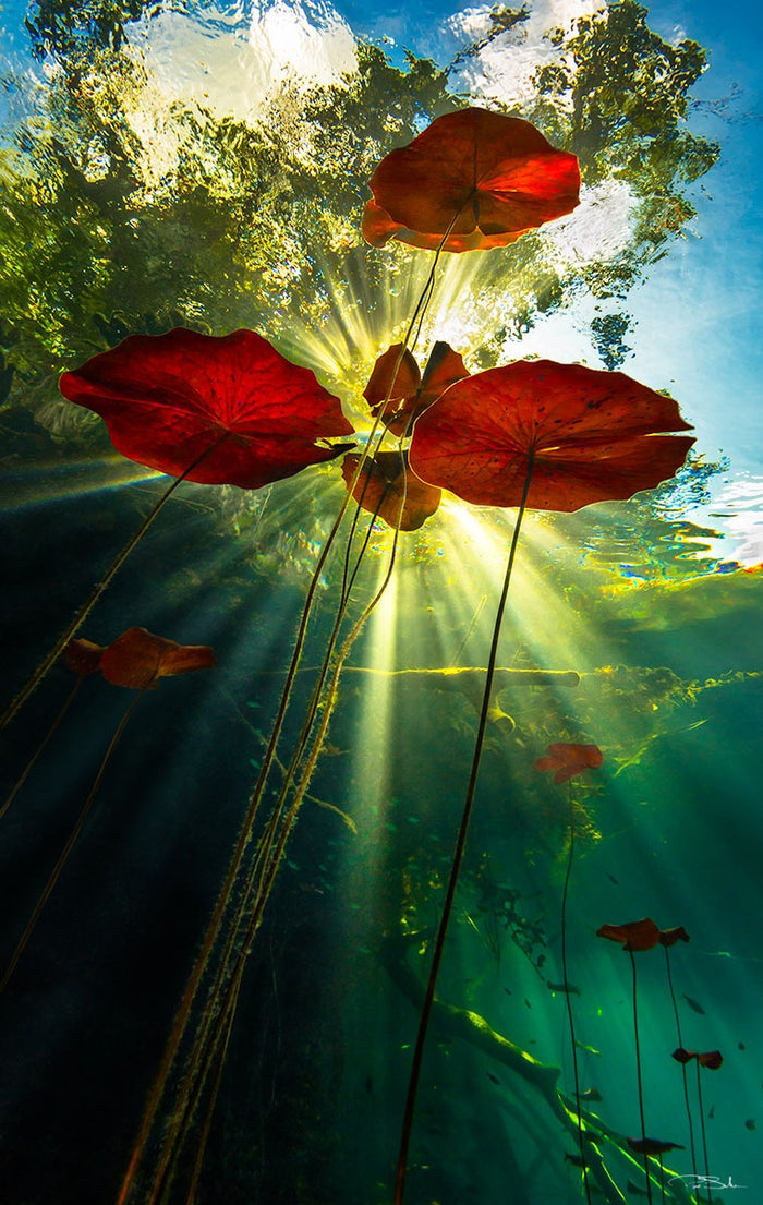 DIVINE LIGHT image 0