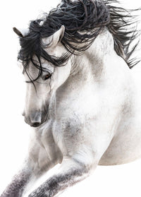 Stallion image 0