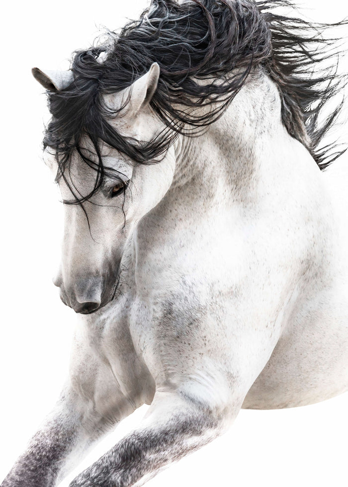 Stallion image 0