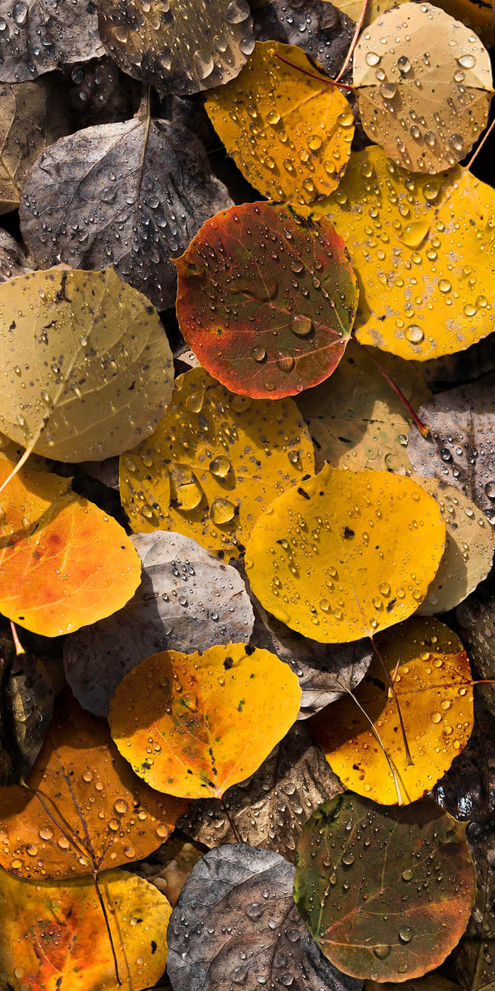Gotas de otoño II image 0