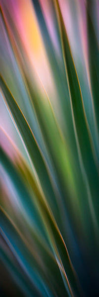 YUCCA image 0