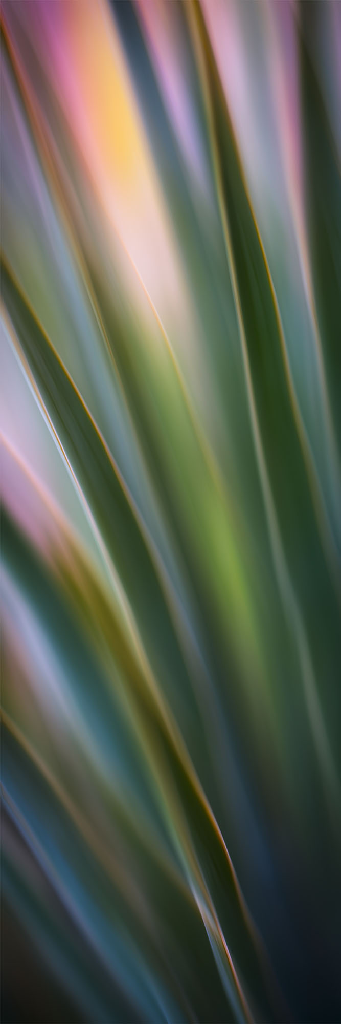 YUCCA image 0