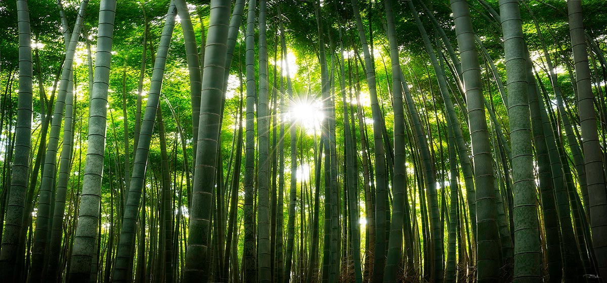 Japanese Dream image 0