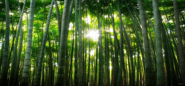 Japanese Dream image 0