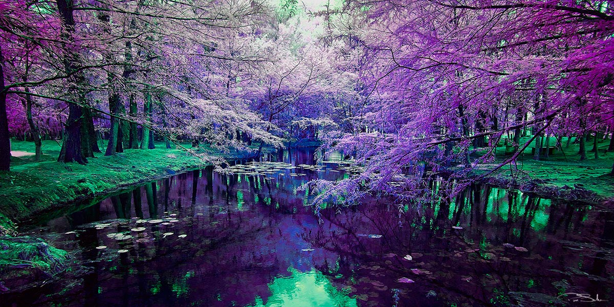 Purple Dream image 0