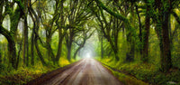 INTO THE MIST image 0