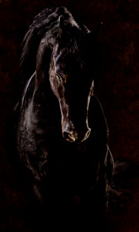 MAXIMUS image 0