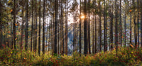 Sacred Forest image 0